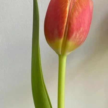 Διαμέρισμα Il Tulipano Cibottola